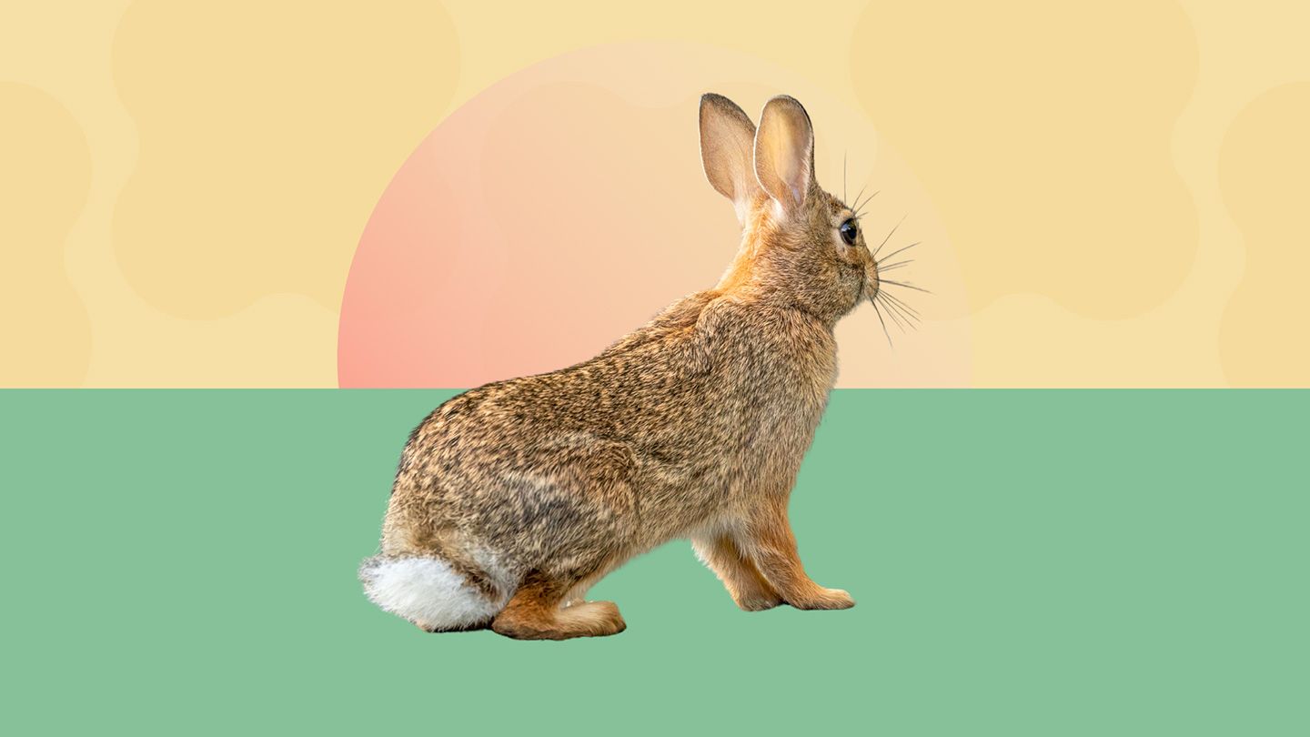 Probable Rabbit Fever Cases Raise Concerns About This Rare Tick-Borne Disease